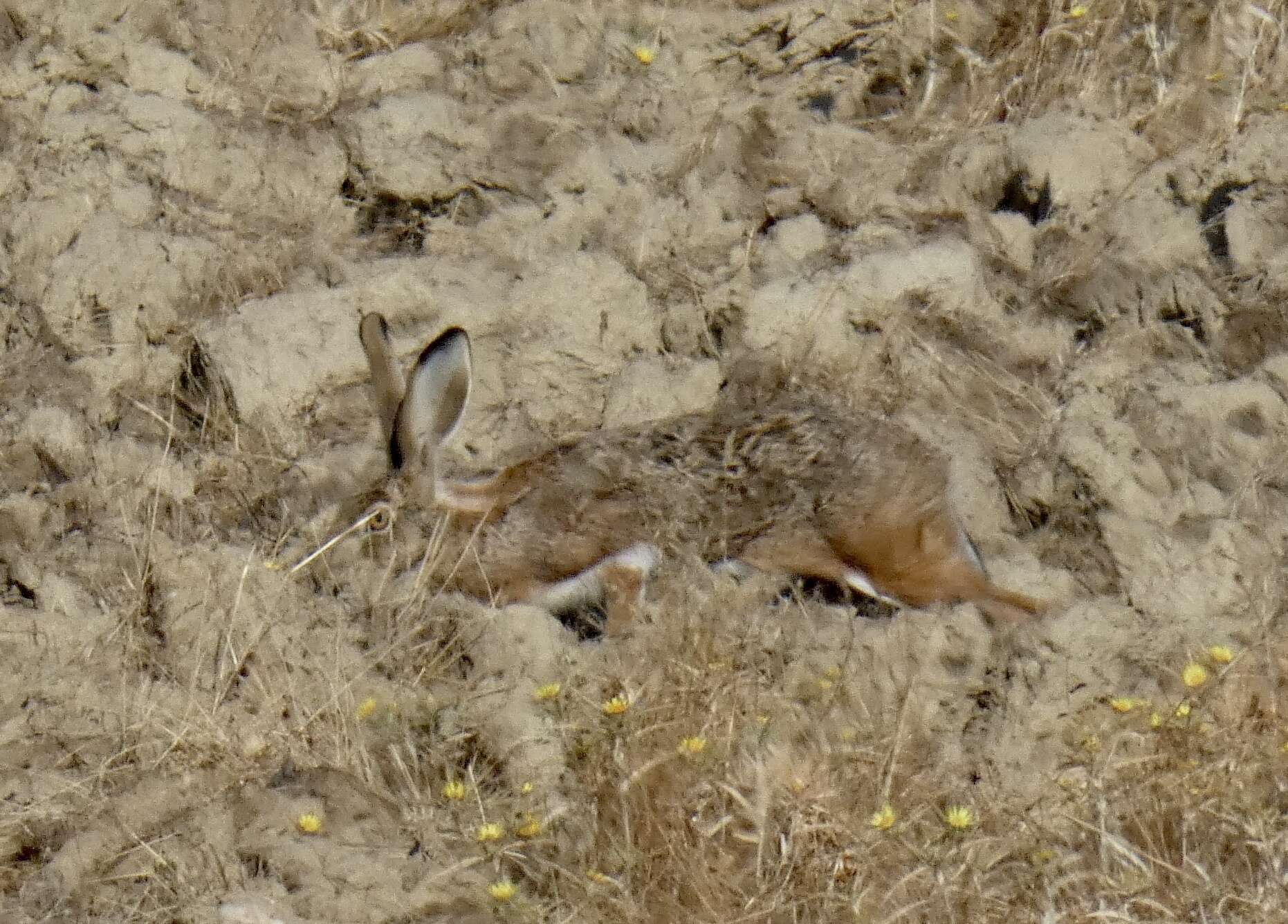 Image of Granada Hare