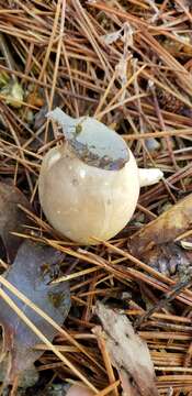 Plancia ëd Hygrophorus occidentalis A. H. Sm. & Hesler 1939