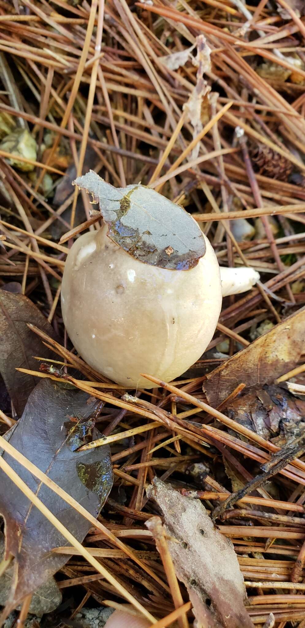 Image de Hygrophorus occidentalis A. H. Sm. & Hesler 1939