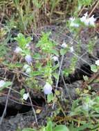 Image of San Diego thorn-mint