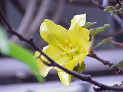 Sivun Fremontodendron californicum (Torr.) Coult. kuva