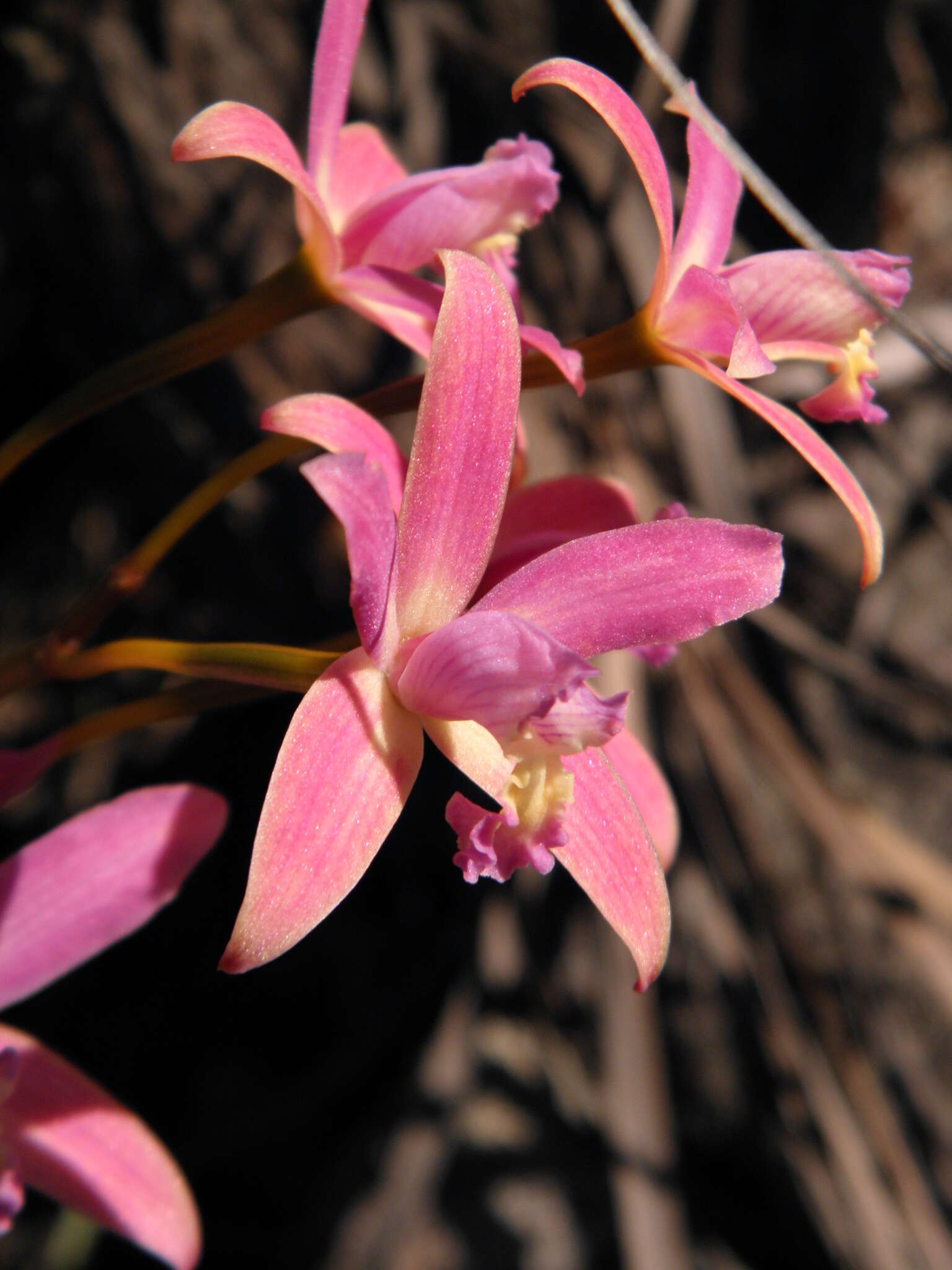 Image of Cattleya rupestris (Lindl.) Van den Berg