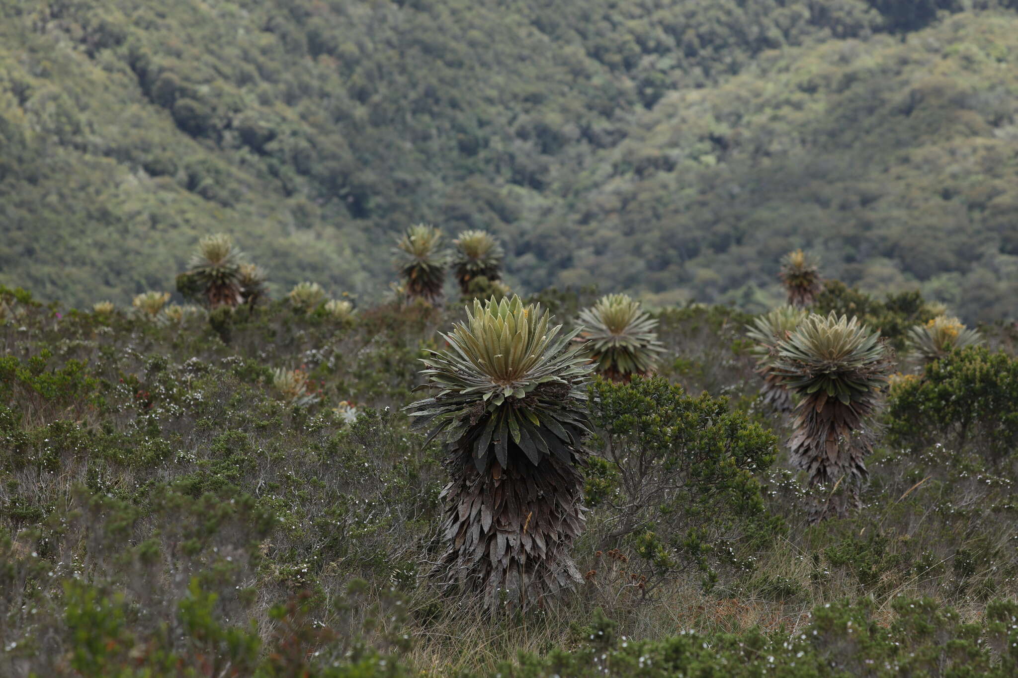 Image of Espeletiopsis guacharaca (Diaz) J. Cuatrec.