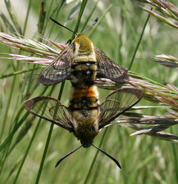 Imagem de Hemaris tityus (Linnaeus 1758)