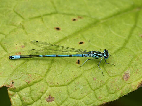 Imagem de Coenagrion puella (Linnaeus 1758)