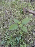 Image of great ragweed