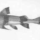 Image of Blackfin sisorid-catfish