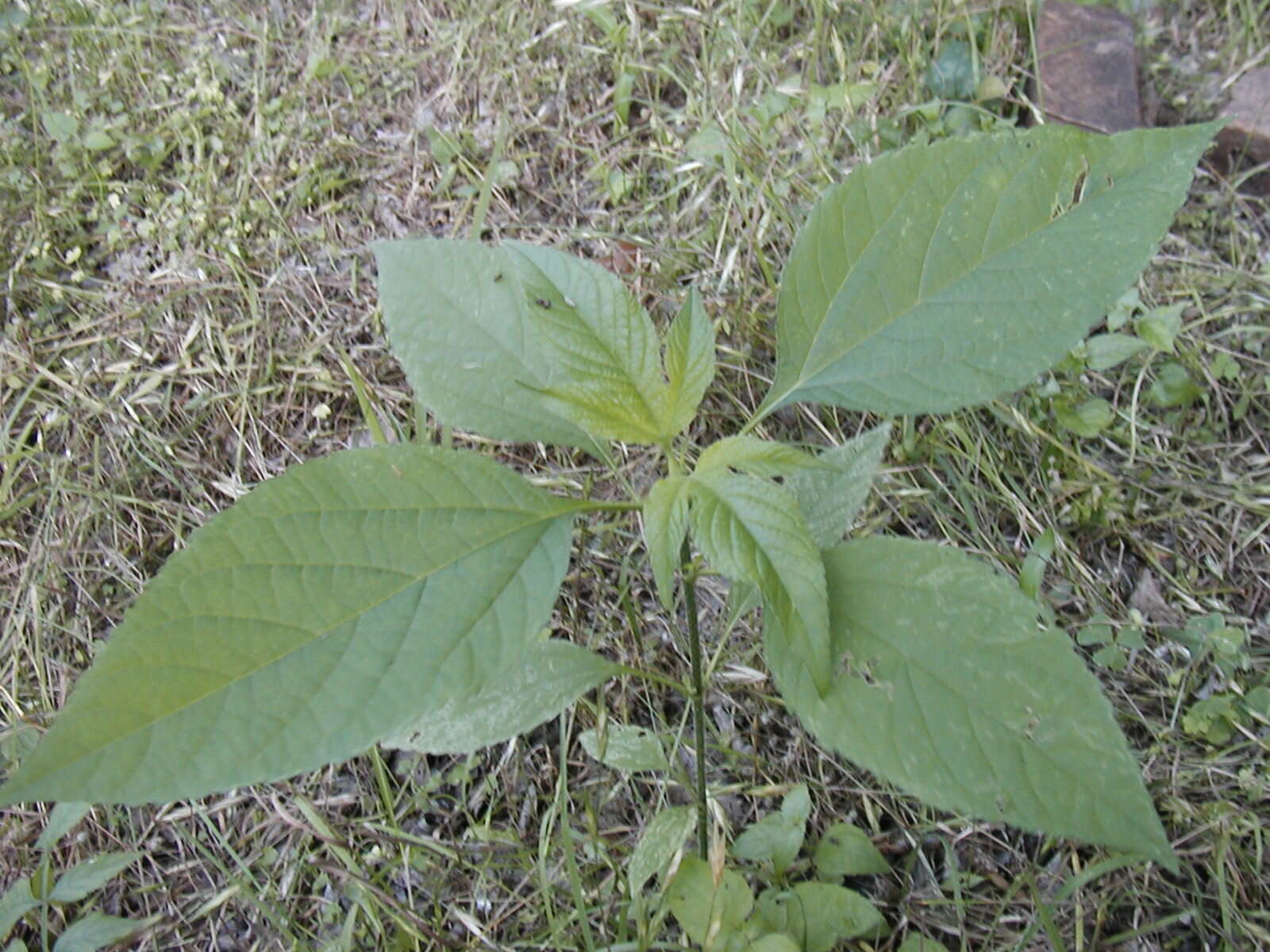 Image of great ragweed