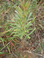 Image de Lespedeza angustifolia (Pursh) Elliott