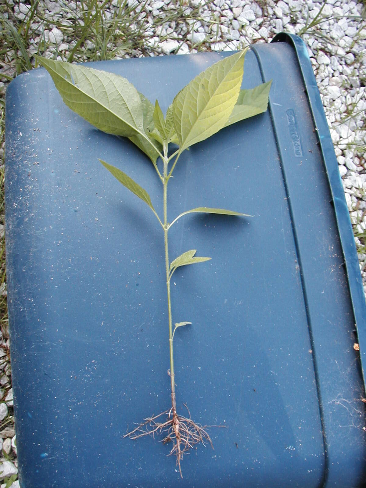 Image of great ragweed