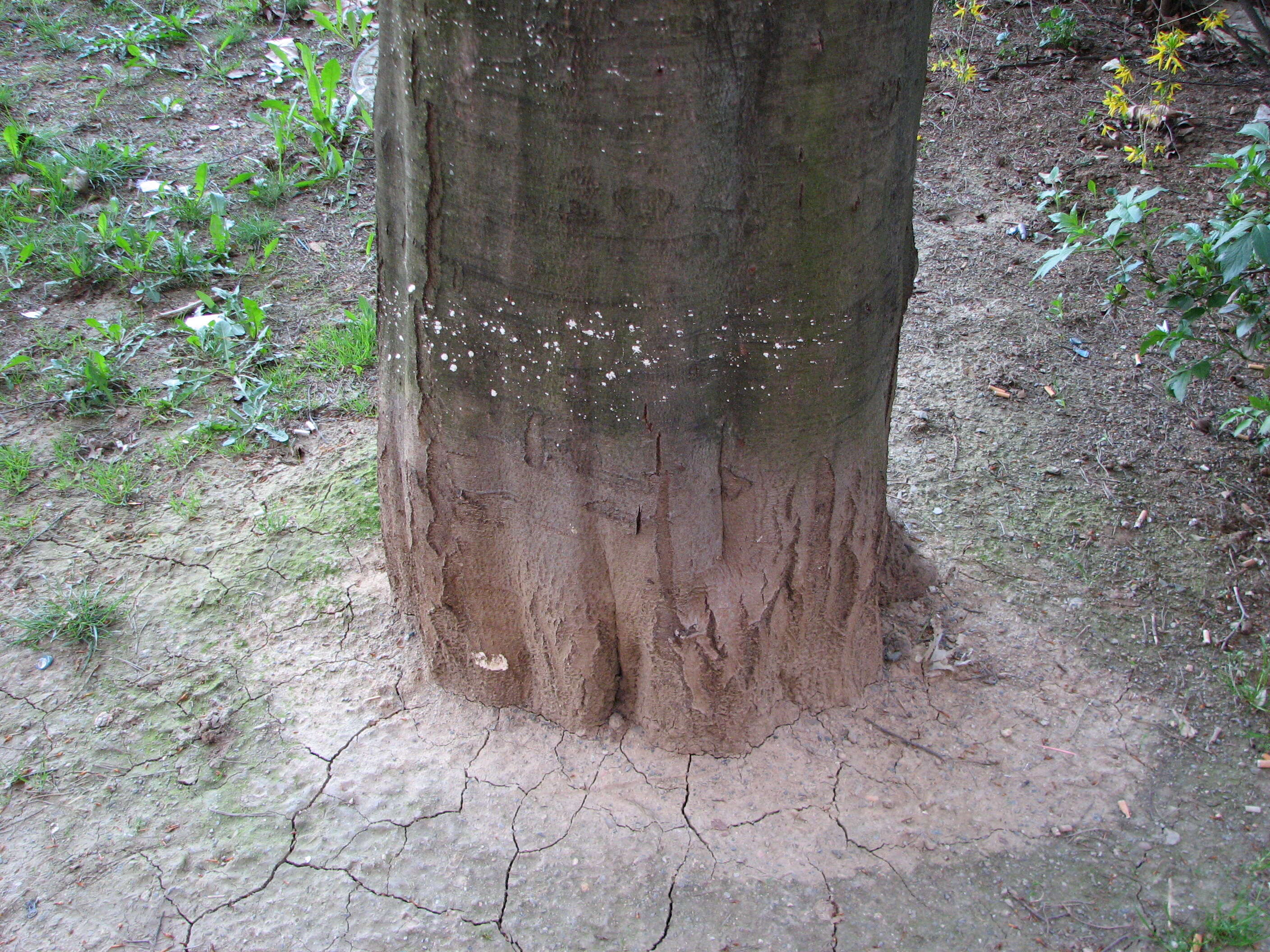 Image of European beech