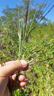 Imagem de Heteropogon melanocarpus (Elliott) Benth.
