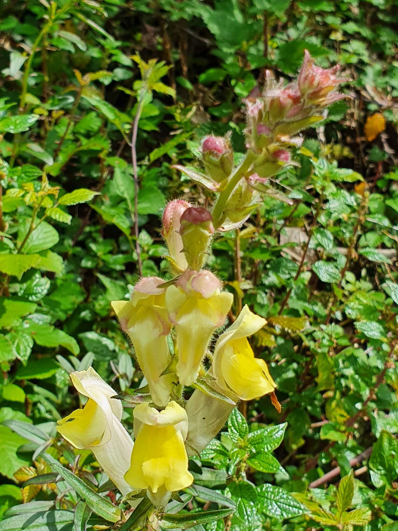 Image of Antirrhinum braun-blanquetii Rothm.