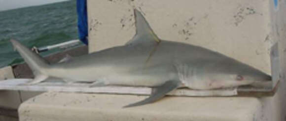 Image of Eventooth Shark