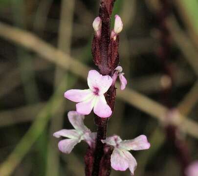 Imagem de Striga gesnerioides (Willd.) Vatke