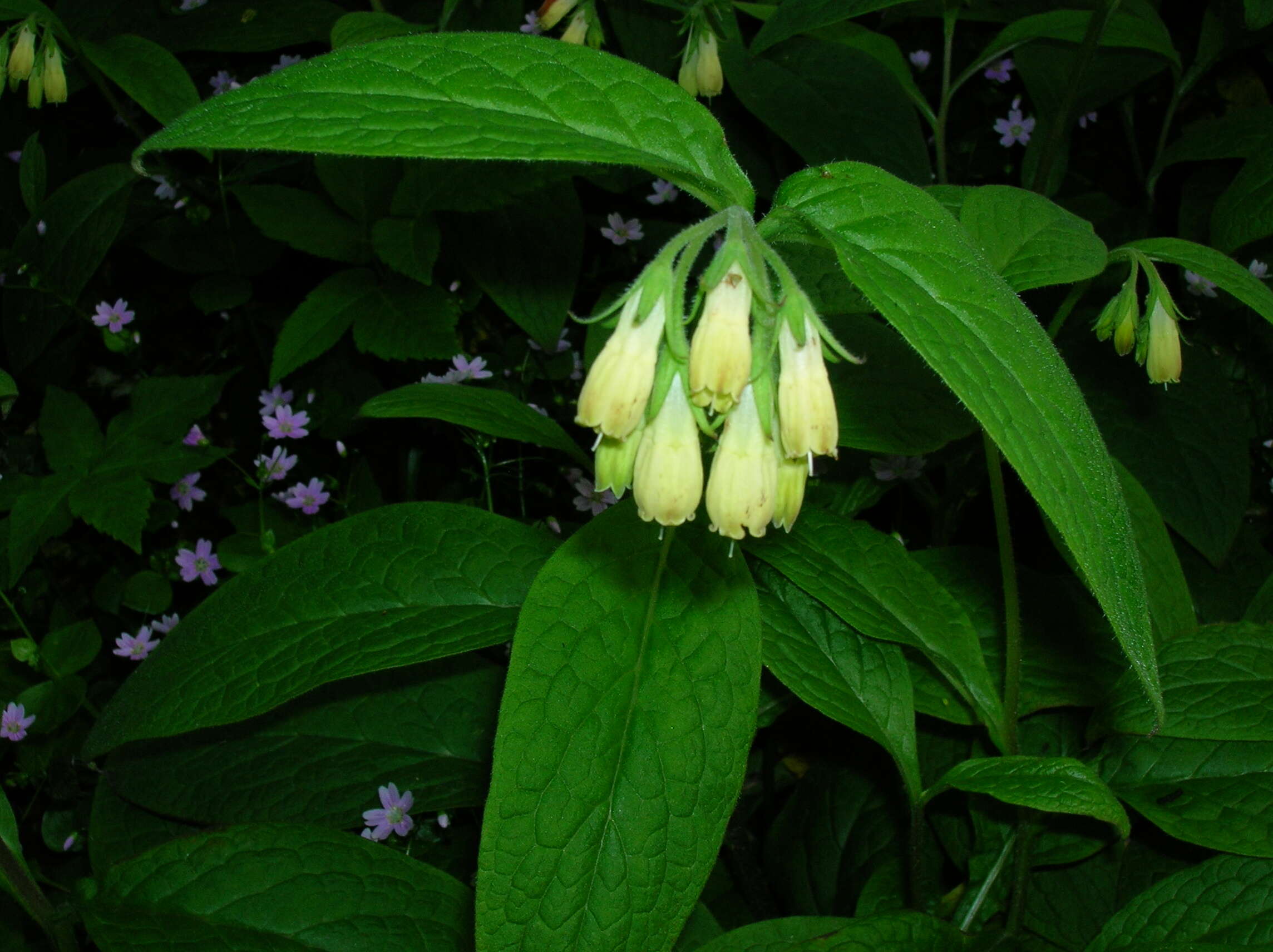 Слика од Symphytum tuberosum L.