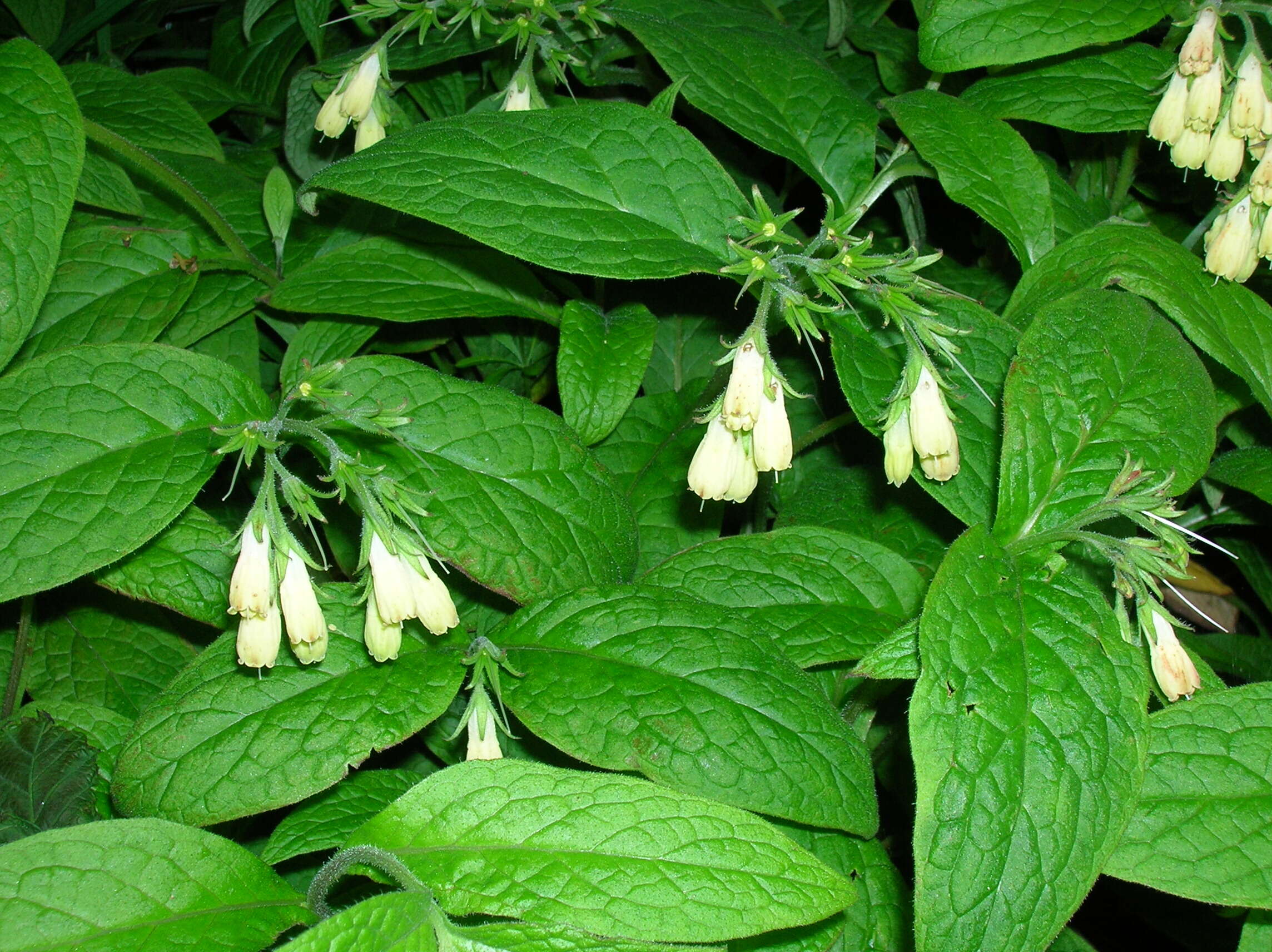 Слика од Symphytum tuberosum L.