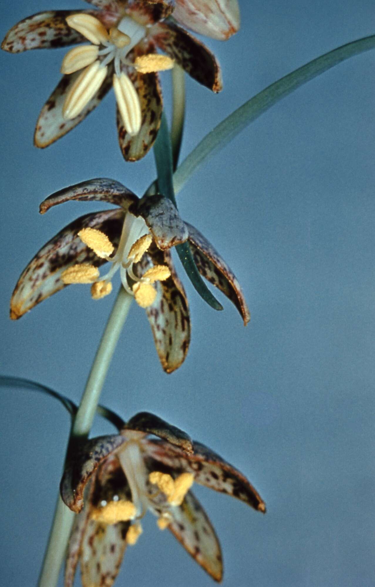 Image of spotted fritillary