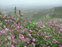 Image of Mojave sand verbena