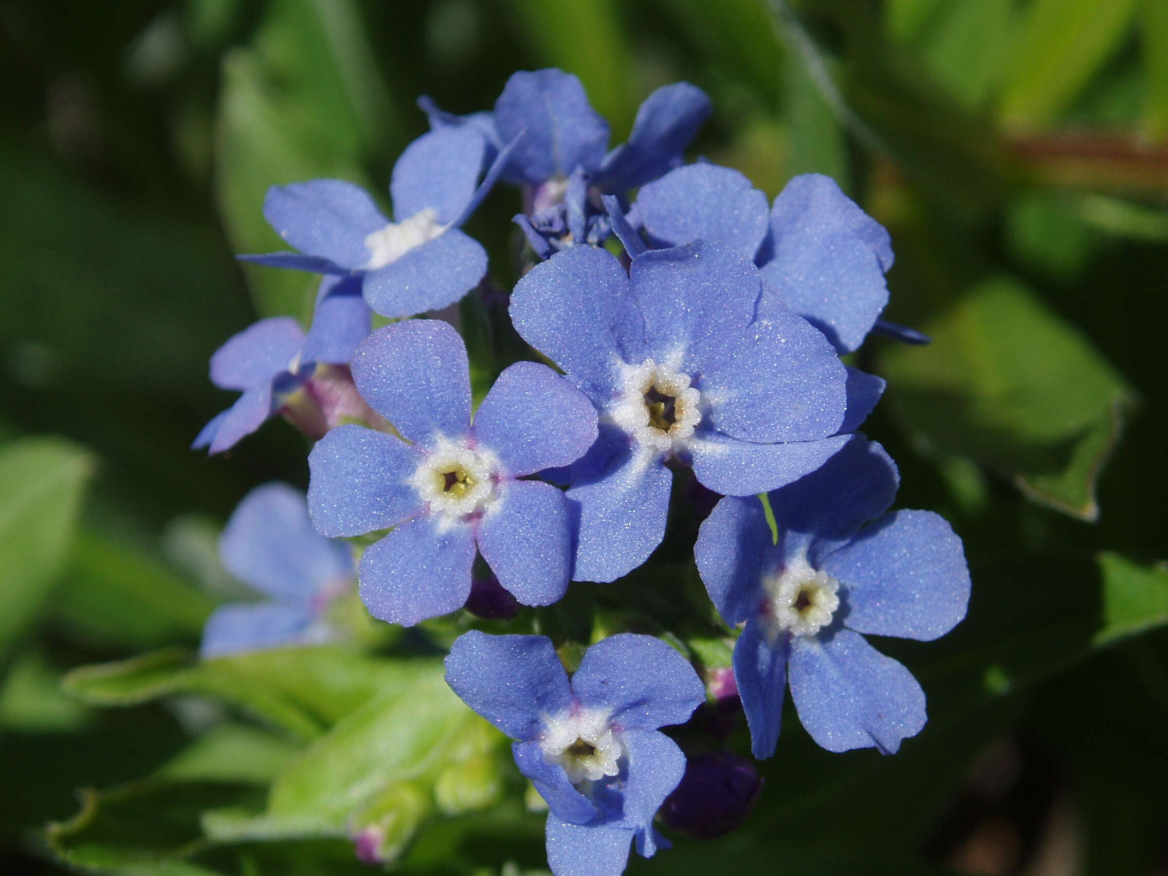 Image of velvet stickseed