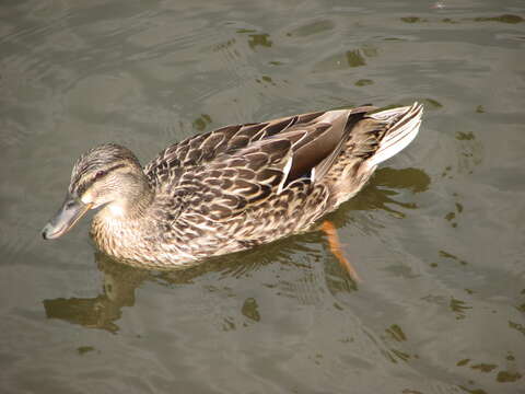 Image of Common Mallard