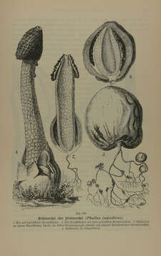 Image of Stinkhorn