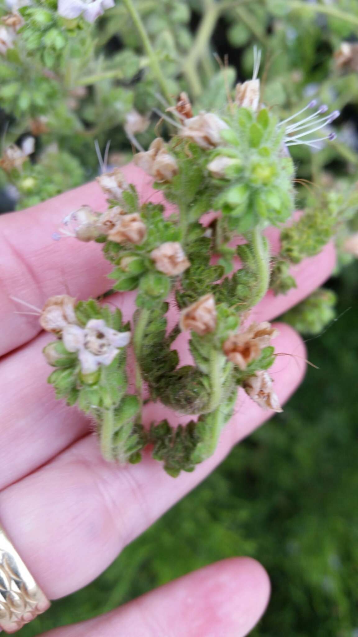 Image de Phacelia ramosissima var. latifolia (Torr.) A. Cronquist