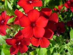 Image of annual phlox