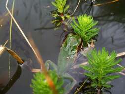 Imagem de Gastrotheca cuencana Carvajal-Endara, Coloma, Morales-Mite, Guayasamin, Székely & Duellman 2019