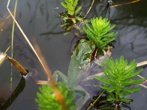 Image de Gastrotheca cuencana Carvajal-Endara, Coloma, Morales-Mite, Guayasamin, Székely & Duellman 2019