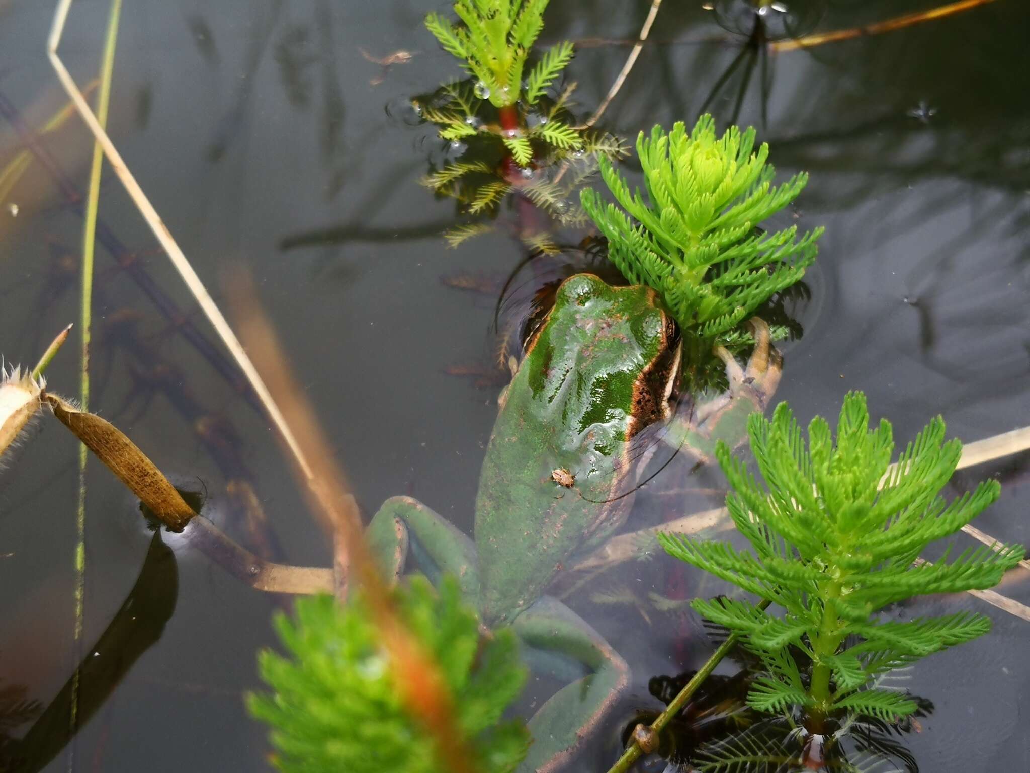 Image de Gastrotheca cuencana Carvajal-Endara, Coloma, Morales-Mite, Guayasamin, Székely & Duellman 2019