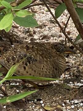 Image of Yellow-legged Buttonquail