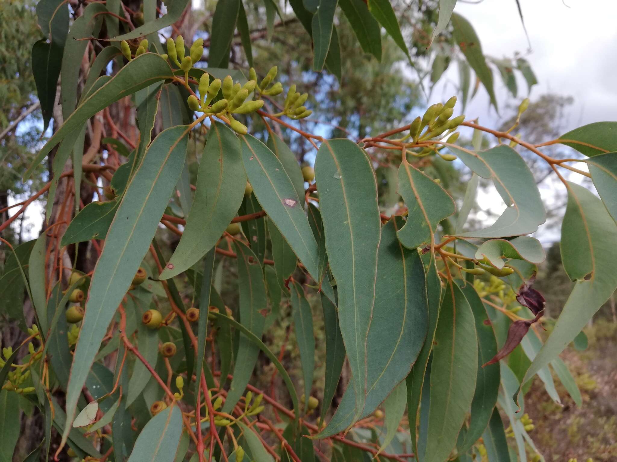 Imagem de Eucalyptus marginata subsp. thalassica M. I. H. Brooker & S. D. Hopper