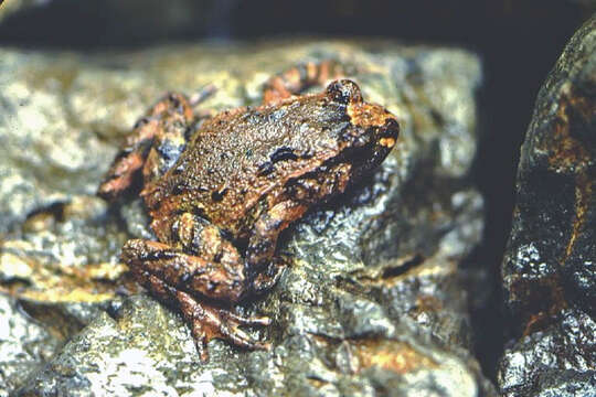 Image of Hochstetter's Frog