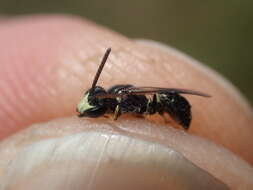 Imagem de Hylaeus hyalinatus Smith 1842