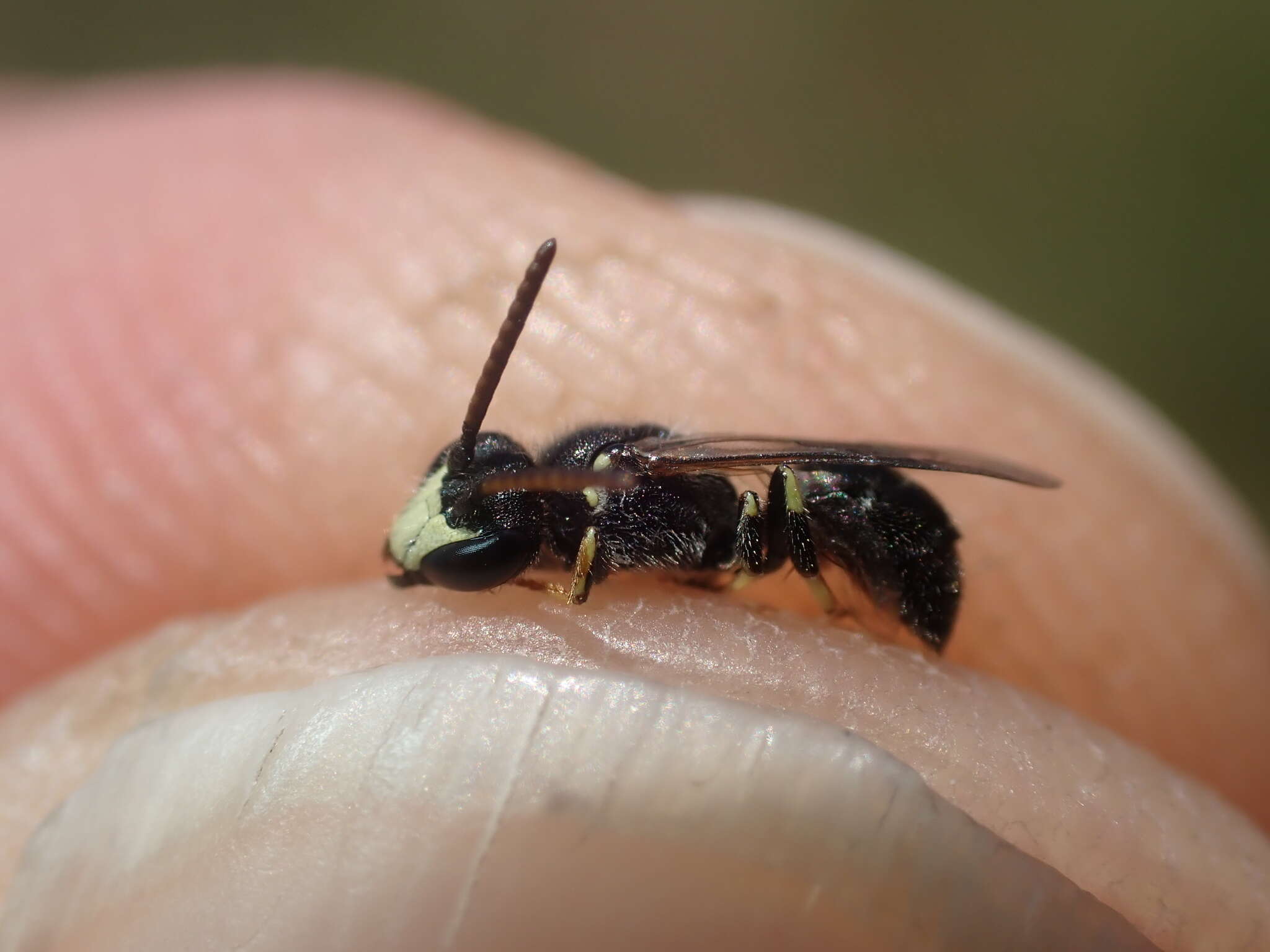 Image of Hyaline Masked Bee