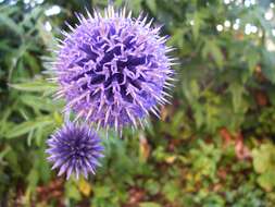 Image of southern globethistle