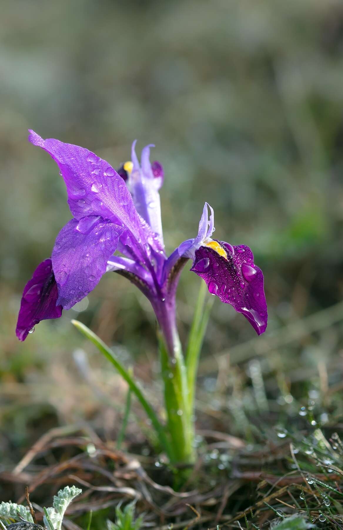 Image of Kolpakowski's Iris