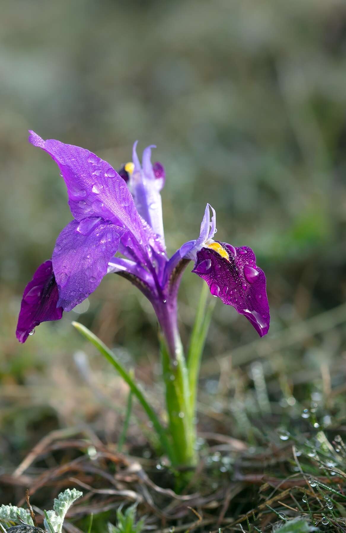 Слика од Iris kolpakowskiana Regel