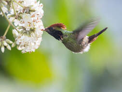 Lophornis stictolophus Salvin, Elliot & DG 1873 resmi