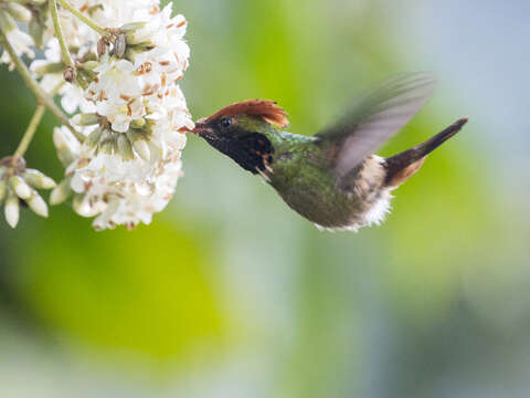 Image of Spangled Coquette