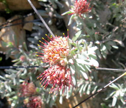 Plancia ëd Leucospermum wittebergense Compton