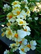 صورة Nemesia