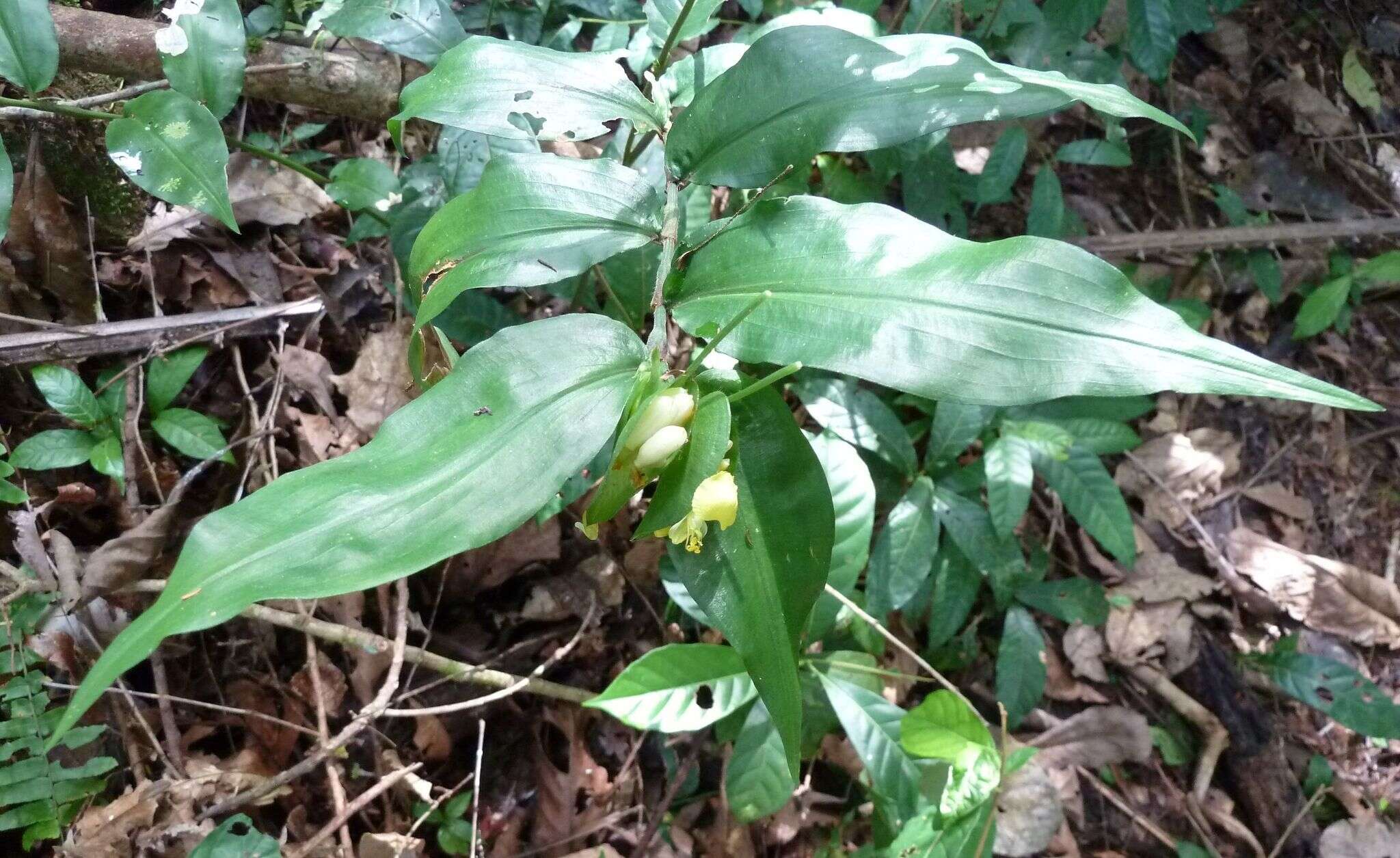 Sivun Commelina capitata Benth. kuva