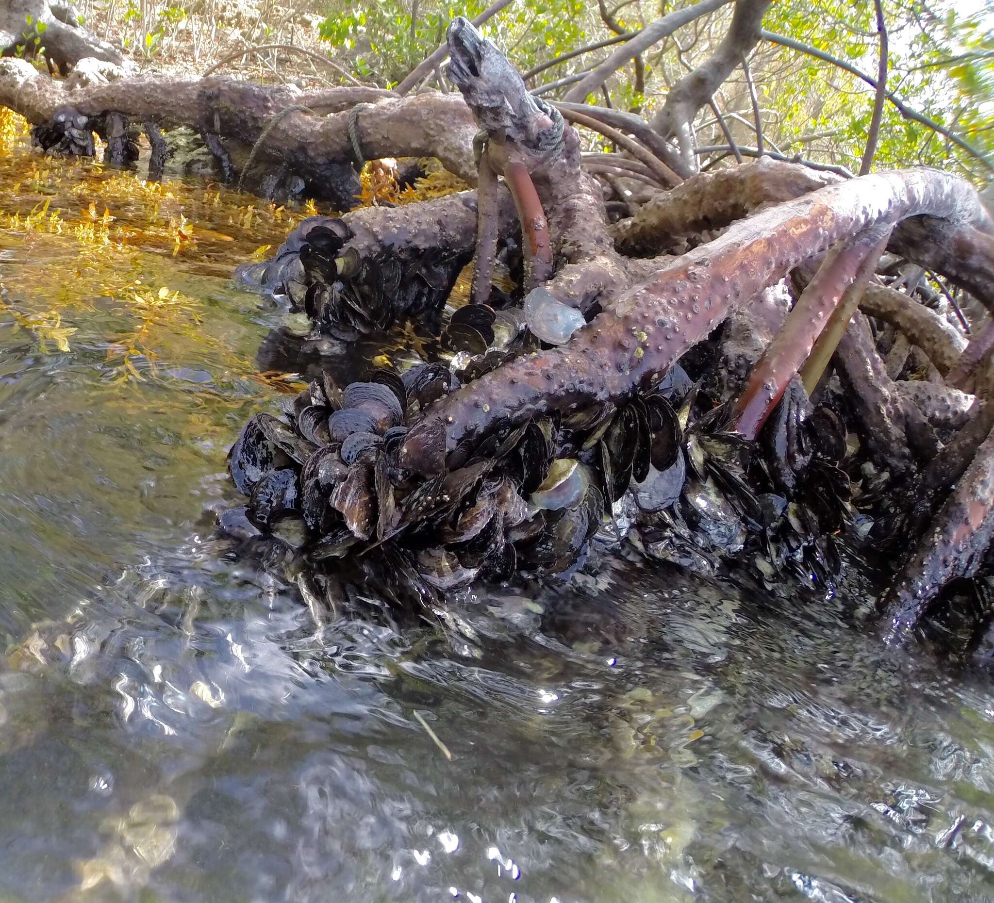 Crassostrea rhizophorae (Guilding 1828) resmi