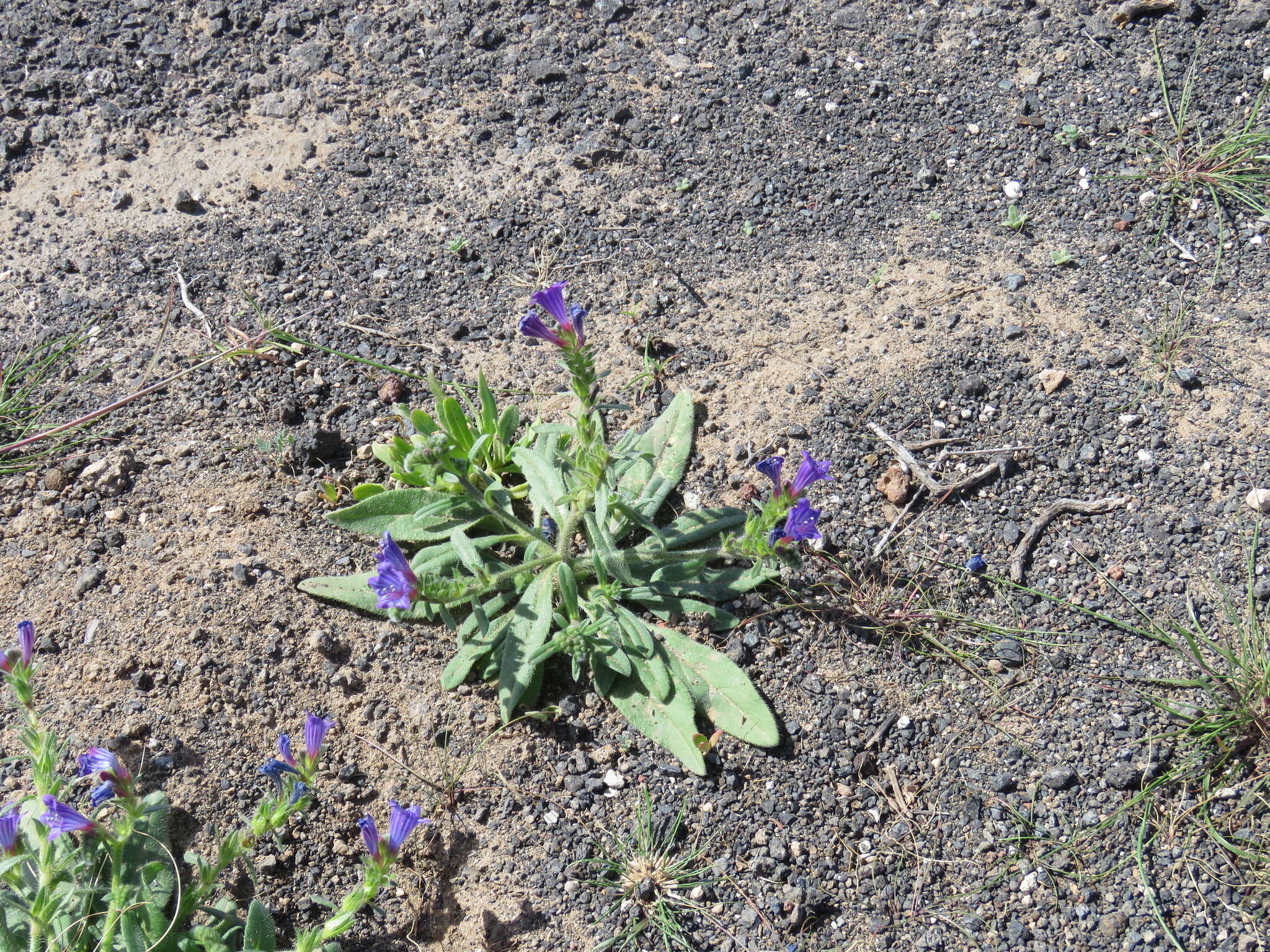 Echium bonnetii Coincy的圖片