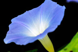 Image of Ololiuqui or Mexican Morning Glory