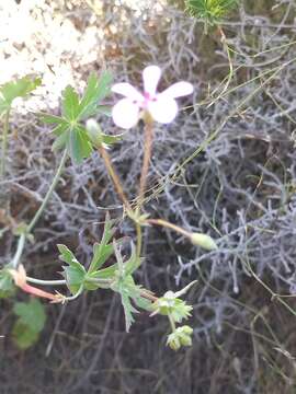 Imagem de Pelargonium patulum var. patulum