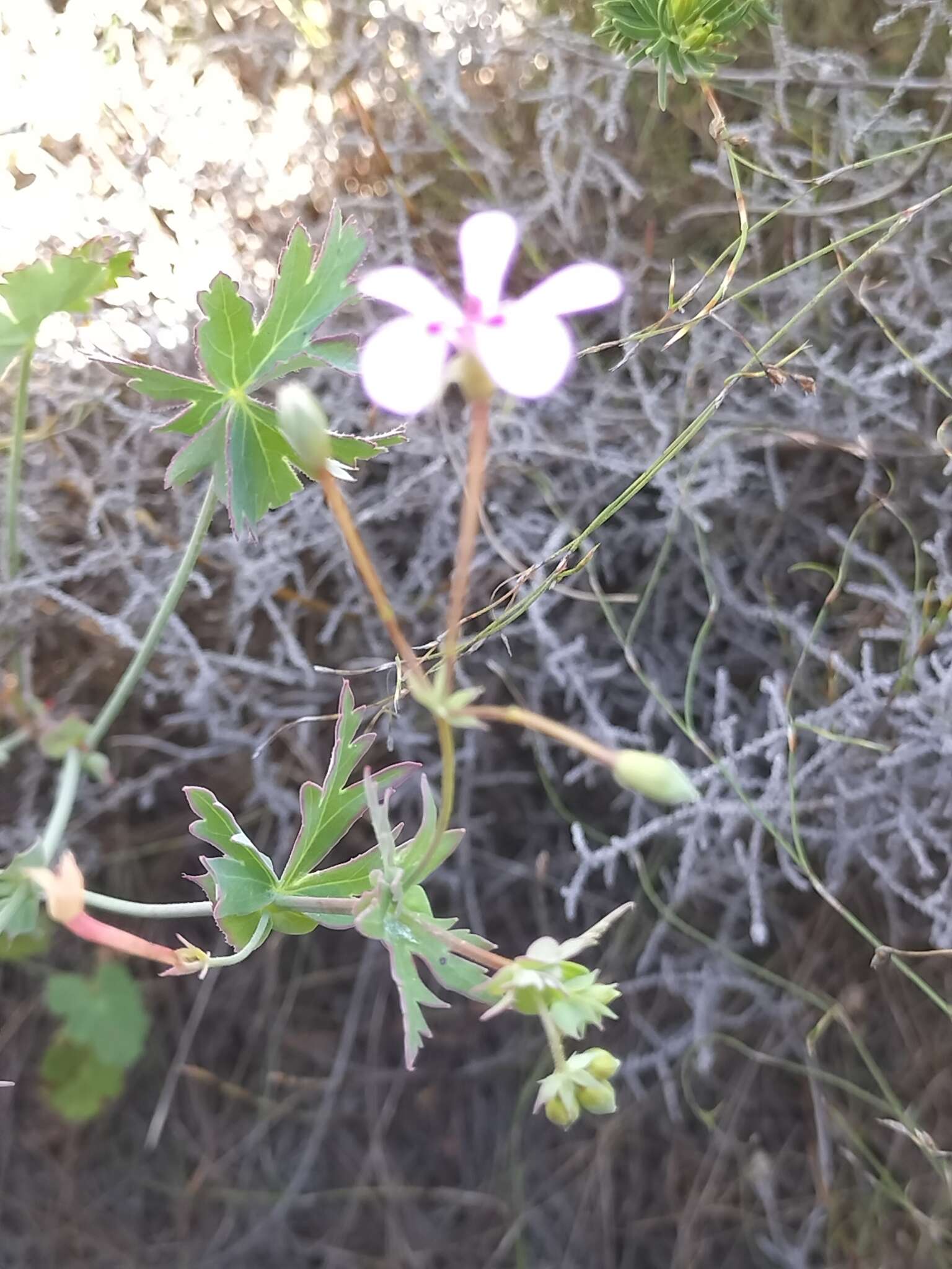 Image of Pelargonium patulum var. patulum