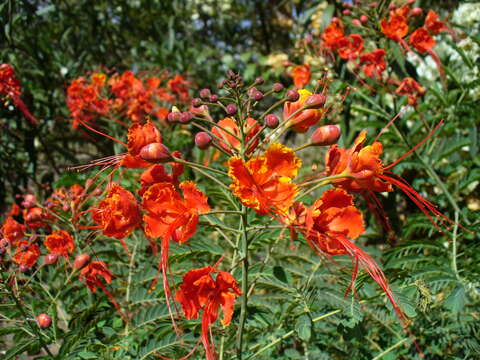 Image of Dwarf Poinciana